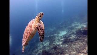 AMAZING UNDERWATER PARADISE MARATUA ISLAND [upl. by Travis]