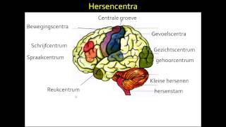 4 de hersenen mavo 3 amp 4 [upl. by Aliza]