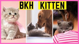 BKH Kitten Compilation  Britisch Kurzhaar  British Shorthair Kitten [upl. by Gherardo768]