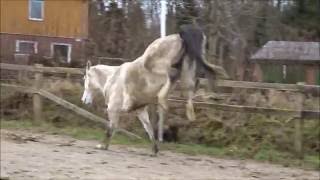 Horse bucking running rearing  201516 [upl. by Scoville864]