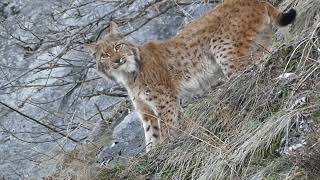 LYNX RENCONTRE INCROYABLE  PaysdEnhaut Vaud SuisseSWISS LYNX AMAZING ENCOUNTER vidéo courte [upl. by Zipporah]