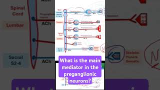 What is the main mediator in the preganglionic neurons [upl. by Hadria552]