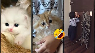 Cute Kittens 🥰 New Funny Cats 2024 🐱 FunnyCats Part 8707 [upl. by Tsan]