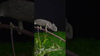 Chameleon Eating Close Up mukbang asmr turtle asmreating cute animals [upl. by Nniw]