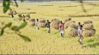 Paddy cultivation in Bangladesh  বাংলাদেশের ধান চাষ [upl. by Hairahs]