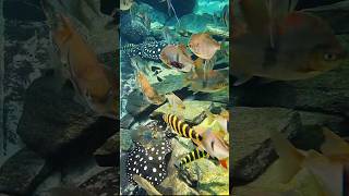 Amazon river aquarium shorts [upl. by Anett]