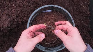 Horticulturalist pots up spring flowering Anemone 4K [upl. by Tim]