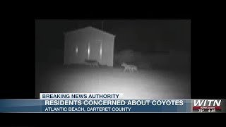 Carteret County beach residents concerned about Coyotes [upl. by Bibby794]