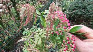 Déco jap  Andromède  Pieris  des clochettes rouges ou blanches en hiver [upl. by Aisanat389]