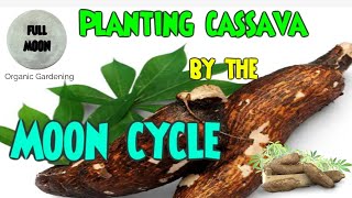 Growing quality Cassava using the Moon Cycle [upl. by Adnertal306]