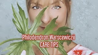 Philodendron Warscewiczii  Pronunciation  Care  Easy plants [upl. by Keeryt]