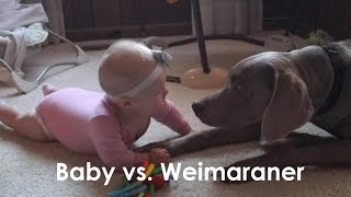 Baby vs Weimaraner  November 1011 2015 [upl. by Nivahb]