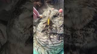 An owl was rescued from a fence 🥰 and then❤️ subscribe share animals views viralshorts love [upl. by Lucian]