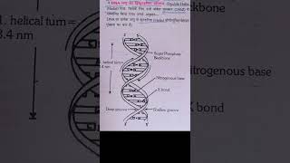 DNA Anu ka dalit pratiroop double helix model [upl. by Nilo]