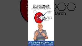 How do Enzymes Work SIMPLE ExplanationDemonstration with Amylase cellularrespiration enzymes [upl. by Nilerual]