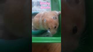 Der Relexende Hamster StillengelMama Familychannel [upl. by Grissom]