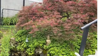 Pruning Lace Leaf Japanese Maple [upl. by Leunamnauj]