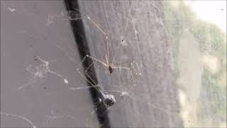 Cellar spider wrapping its prey [upl. by Edgard]