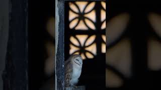 Filming Baby Barn Owls in the Peak District shorts youtubeshorts [upl. by Yerag]