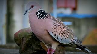 Spotted Dove Sound [upl. by Nallad]