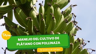 Manejo del cultivo de plátano con pollinaza  TvAgro por Juan Gonzalo Angel Restrepo [upl. by Kobylak]