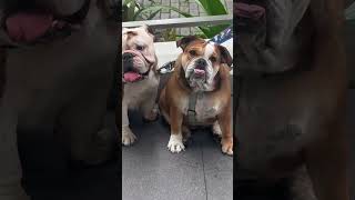 Cutest dogs in the Philippines 🐶  philippines bgc expat passportbros dog dogs [upl. by Ynahpit]