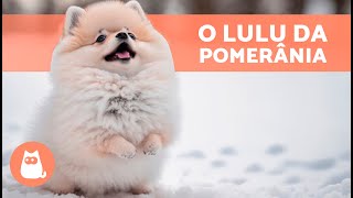 LULU DA POMERÂNIA 🐶 Origem Características Personalidade e Cuidados [upl. by Idnahk593]