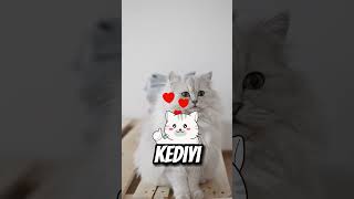 Bu KEDİ En Yakın DOSTUNU Kaybetti😔💔 [upl. by Aryamo]