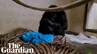 Emotional moment chimpanzee mother reunited with her baby [upl. by Docilu206]