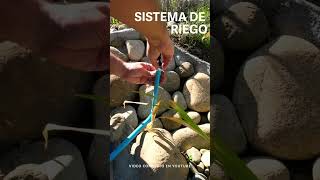 INSTALACIÓN RIEGO AUTOMÁTICO 💧🌱 paso a paso Sistema por Goteo y Micro Aspersores [upl. by Yelrebmik]