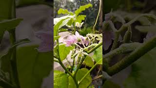 Starting blooming my trace garden brinjal tree❤️ [upl. by Durston]