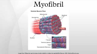 Myofibril [upl. by Lohner]