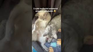 Ana yüreği işte 😻 cat cats kedi catlovers kediler catlover 🎥melekyurrtagulsigirci [upl. by Fedirko]