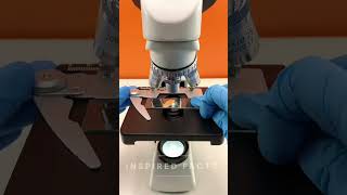 Sweet potato under the microscope CrazyXYZ MrBeast microscopevideo sweetpotato microscope [upl. by Krystle]