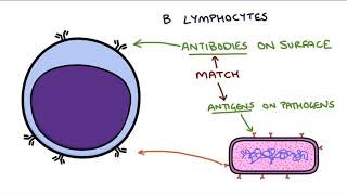 Understanding the Cells of the Immune System [upl. by Whitson]