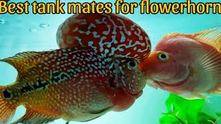 Enhance Your Flowerhorn Tank with These Top Tank Mats [upl. by Calandria]