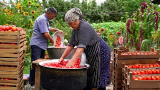 🍅 Massive Tomato Harvest Making Sauce from 150 Kilos of Fresh Tomatoes [upl. by Maxantia]