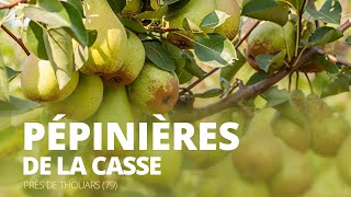 Pépinière de la casse plantes arbres fruitiers à THOUARS 79 [upl. by Nodnyl]