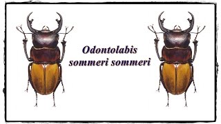 Odontolabis sommeri sommeri  Präparation  Mounting [upl. by Crystal]