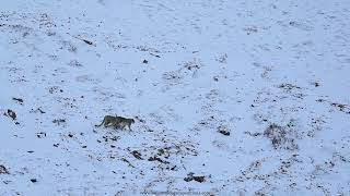 Snow Leopard Cubs of Himalayas [upl. by Arlen380]