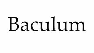 How to Pronounce Baculum [upl. by Niuqaoj]