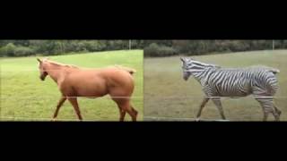 Turning a horse video into a zebra video by CycleGAN [upl. by Eimorej72]