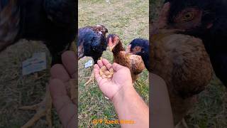 Fighter aseel murga breeder pair  Aseel Murga Fight aseelmurga birds chicken [upl. by Anirt]