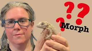 Whats My Gargoyle Geckos Morph [upl. by Fotina]