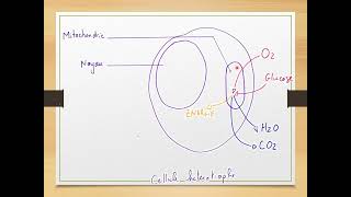 Chapitre 3 le métabolisme des cellules [upl. by Dame]