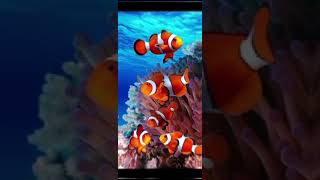 Fishes Honeymoonkhxhi beautiful colorful cute amazing fishes [upl. by Soule]