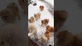 Chuppa chuppi khele aaocute puppies music song youtubeshorts [upl. by Nerti596]