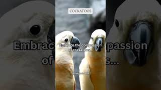 Embrace the compassion of cockatoos share subscribe shorts [upl. by Evets986]