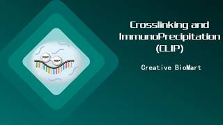 Crosslinking and ImmunoPrecipitation CLIP [upl. by Mairim]