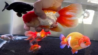 How to Tell if Your Goldfish Is a Male or Female [upl. by Hylton]